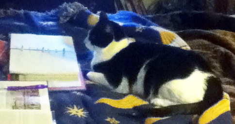 Stephanie's cat, Bartleby